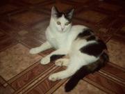 очаровательная кошечка в дар