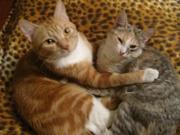 ОТДАМ В ЗАБОТЛИВЫЕ РУКИ КОТЯТ!!!