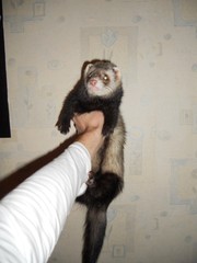 Продам хорей с клеткой