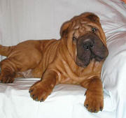 продам щенка шарпея