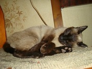 Сиамский кот,  окрас сил-пойнт