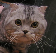 Шотландский вислоухий приглашает кошечек