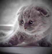 Британские и шотландские котята