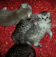 Резервирование-продажа котят брид-класса из питомника