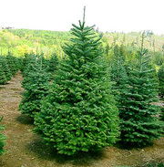 Организация реализует живую новогоднюю елку оптом