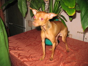 ВЯЗКА РУССКИЙ ТОЙ