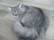 Шиншилла - красавец!!!