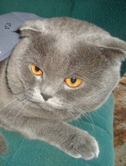 Плюшевый котик ищет девочку для вязки