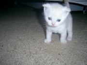  КОТЯТА ШОТЛАНДСКИЕ И БРИТАНСКИЕ