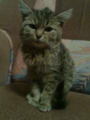 ОТдам милую кошечку Алису,  2, 5 мес