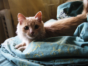 Шикарная киска 5 мес. в добрые руки