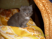 ОТДАМ КОТЁНКА В ХОРОШИЕ РУКИ МАЛЬЧИК