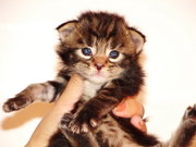 Майн-Кун. Домашняя Рысь.