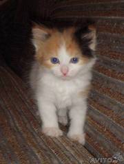 Отдам в  хорошие руки