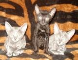 Котята породы корнищ-рекс (кошки овечки)