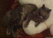 Русская голубая