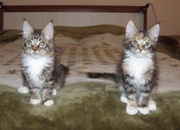 котята мейн кун