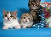 Шотландские вислоухие котята питомника Dolce Gatto