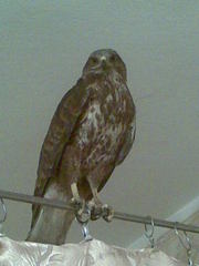 Коршун,  ПТИЦА,  ХИЩНАЯ