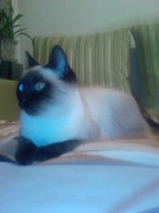 Мне нужен хозяин.