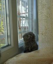 Продаю британского вислоухого котенка!