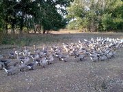 Домашние гуси к Новому году