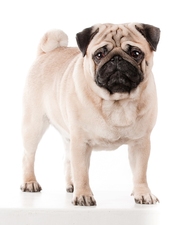 Предлагается для вязок титулованный кобель мопса бежевого окраса