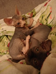 Канадский сфинксик недорого