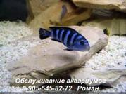 Чистка аквариумов, обслуживание