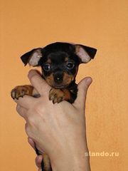 продам тойчика