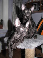 котята корниш-рекс