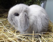 Декоративные вислоухие крольчата.