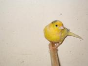 Продам певчих канареек