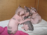 Котята Канадского Сфинкса!