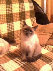 продам кошку порода тайская