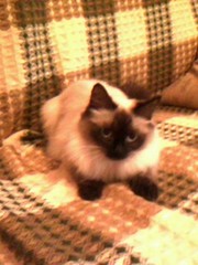 продам кошку порода невская маскарадная