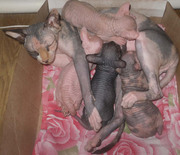 Kотята Канадского сфинкса