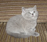 Британская голубая кошечка,  скоттишстрайт