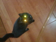 черная кошечка Даша