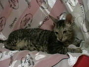 Котик Корниш-рекс