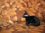 Самые лучшие Ориентальные котята