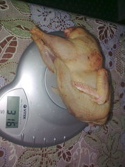 американские перепела