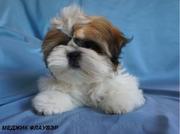 Ши-тцу щенки ярких окрасов