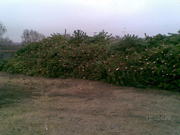 НОВОГОДНЯЯ ЕЛЬ