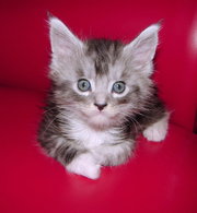 Мейн-Куны. Девочки и  мальчики