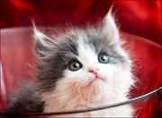 Отдам воспитанных и красивых котяток в хорошие руки