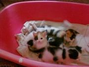 Отдам котенка в хорошие добрые руки