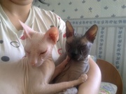 Донские сфинксята