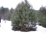 ПОСАДКА КРУПНОМЕРОВ ПОД КЛЮЧ