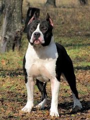 Щенки американского стаффордширского терьера